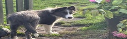 Border Collie dogs for stud: proven border collie at stud in Doncaster - Advert 38