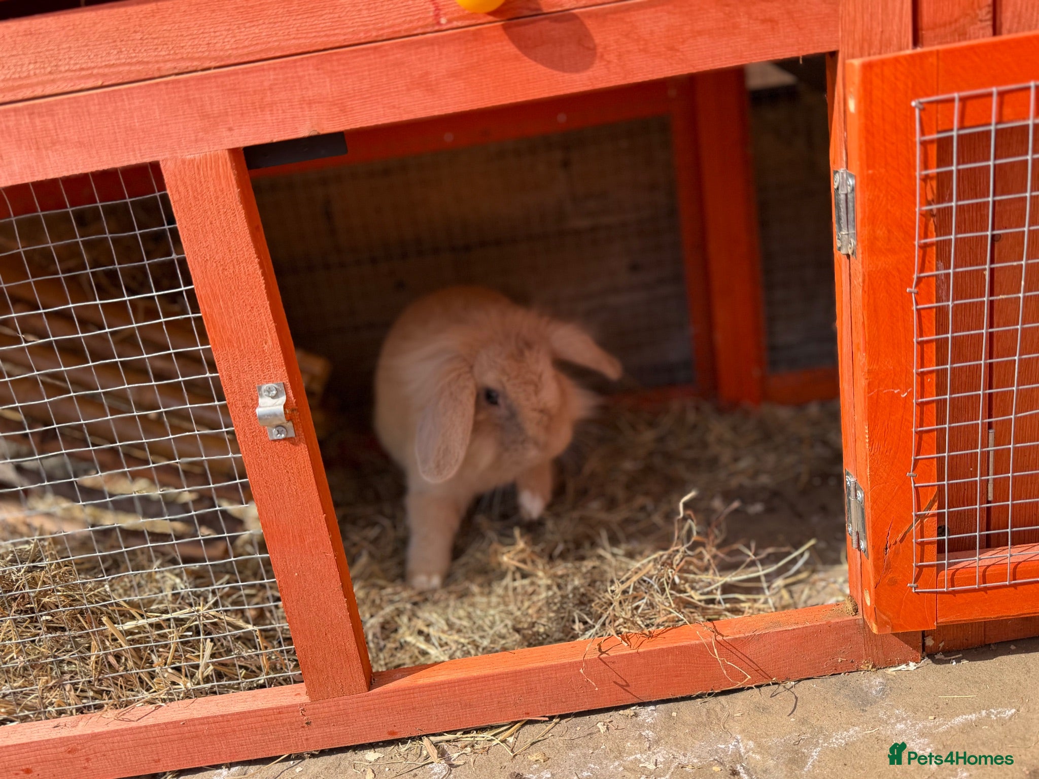 Lionhead rabbits Female bunny  - Advert 1