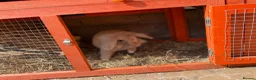 Lionhead rabbits for sale: Female bunny  - Advert 1