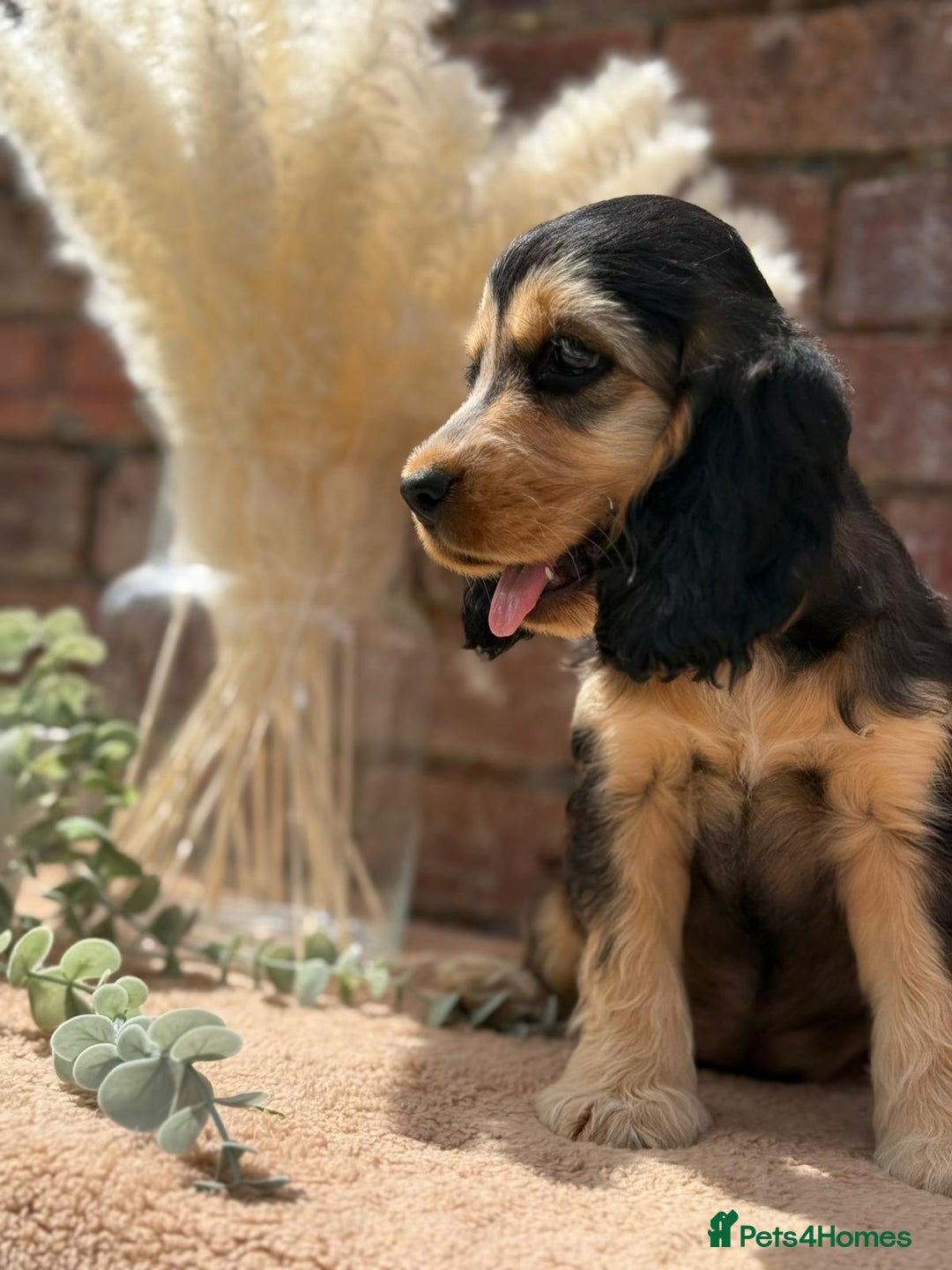 Cocker Spaniel dogs for sale: Show cocker spaniel in Bradford - Image 7