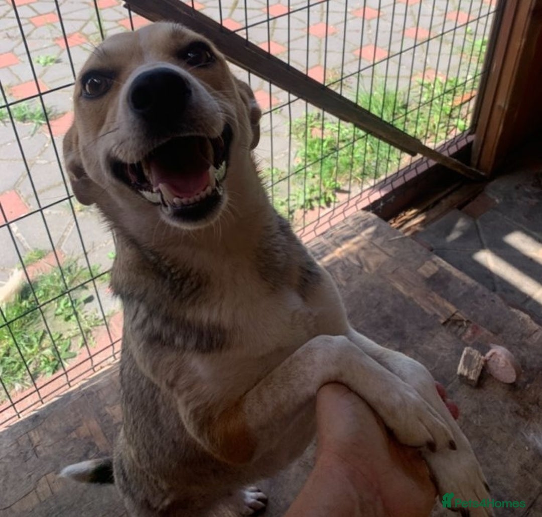 Mixed Breed dogs for adoption: 💖🐶 LOLLY 🐶💖 - Image 6
