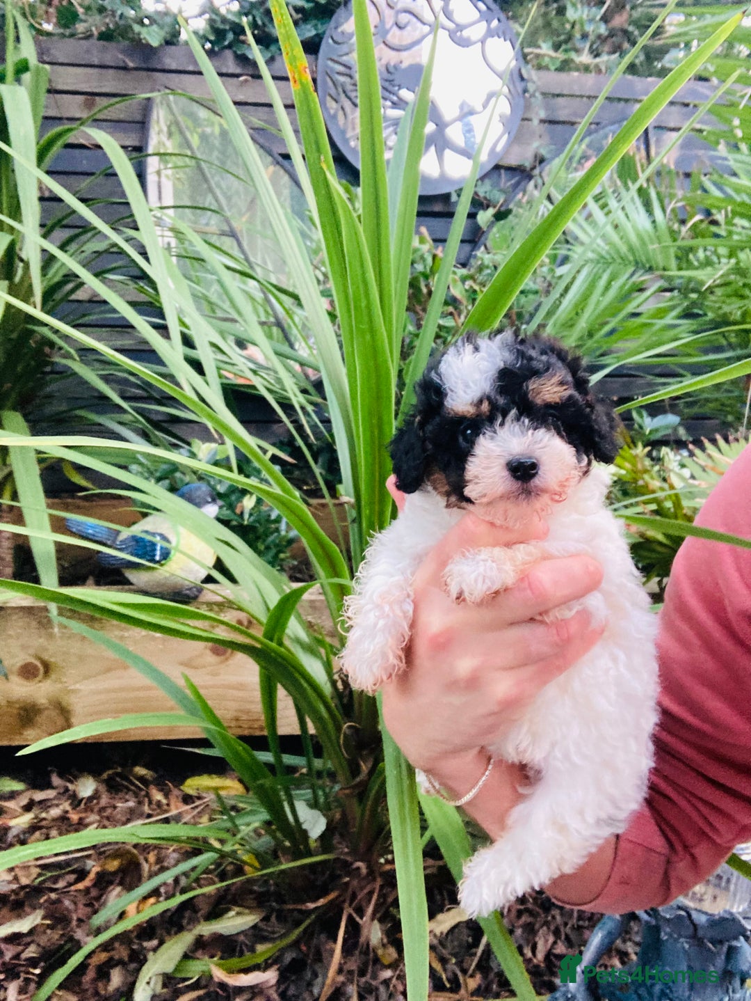 Cavapoo dogs for sale: Tricolour cavapoo female 🐾 - Advert 9