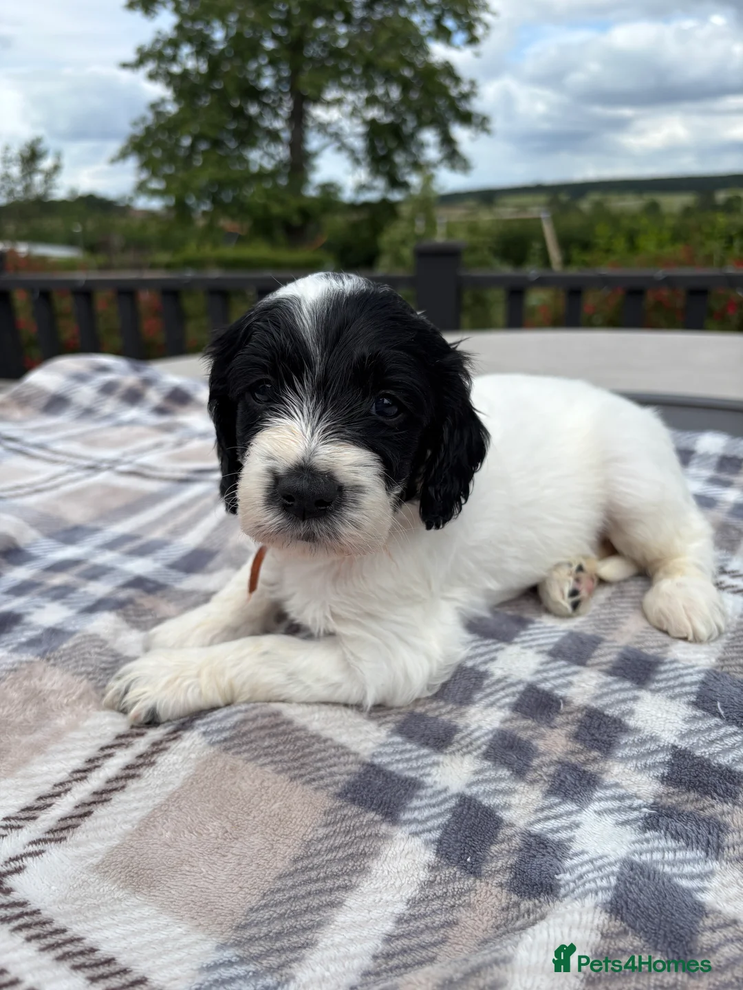 Sproodle dogs for sale: ✨ Premium Rare F1 Sproodle Pups – Champion Lines ✨ - Advert 31