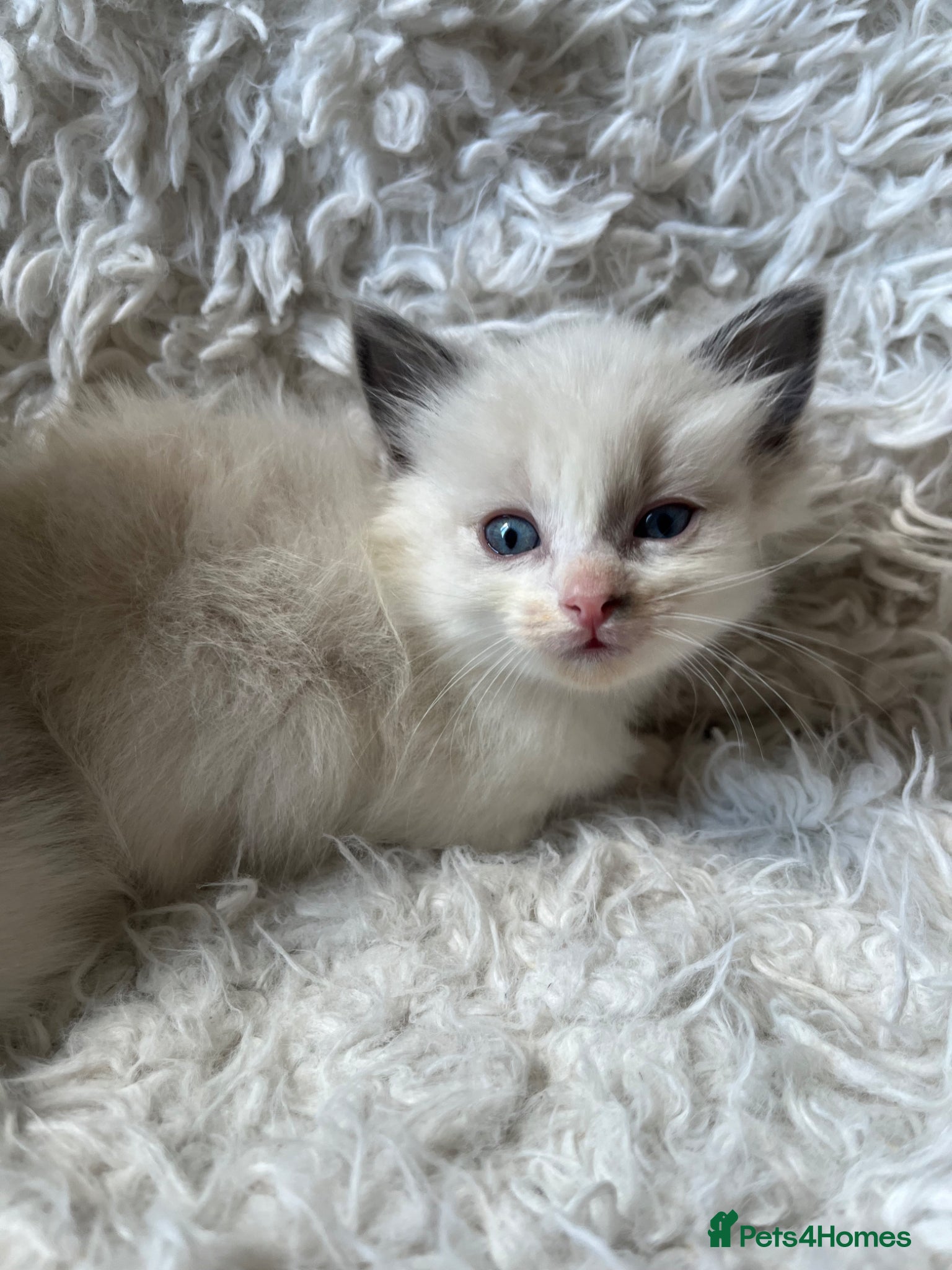 Ragdoll cats Beautiful lynx ragdoll kittens  - Advert 3