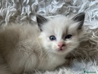 Ragdoll cats Beautiful lynx ragdoll kittens - Advert 3