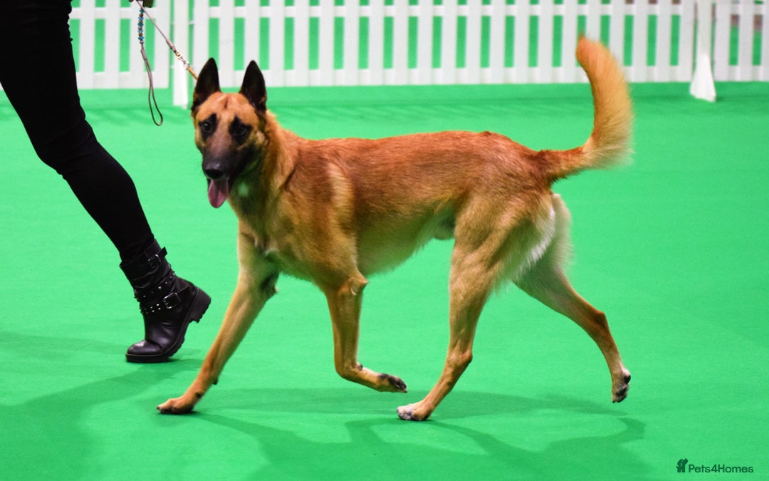 Belgian Shepherd Dog dogs for stud: Proven, KC, BSD malinois stud. HEALTH TESTED in Treorchy - Image 4
