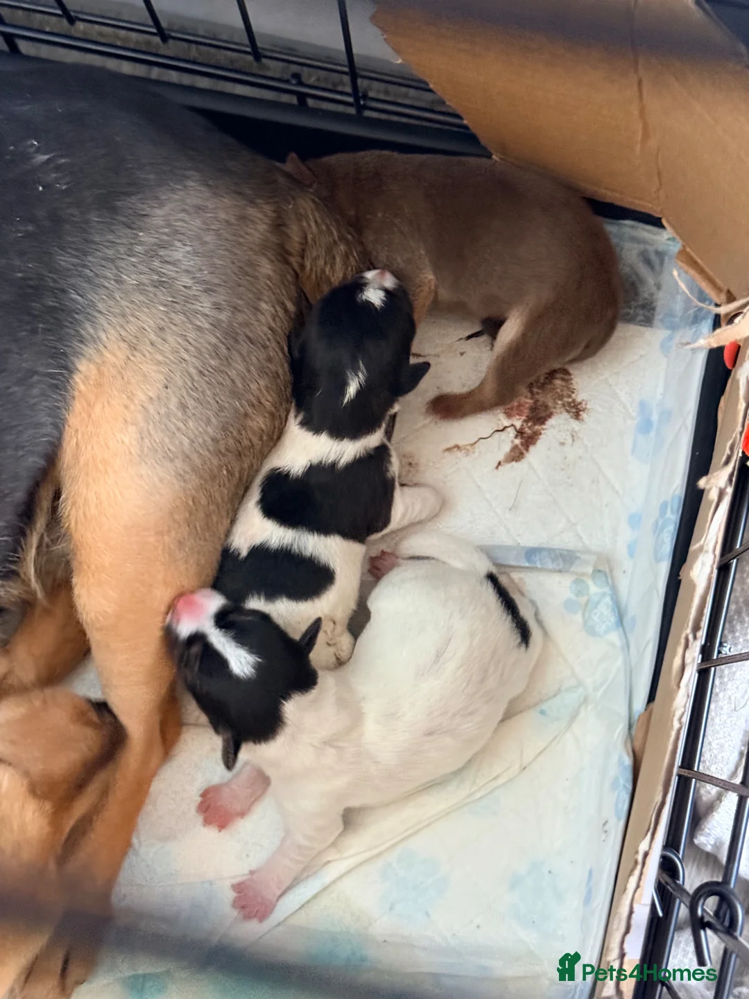 Jack Russell dogs for sale: Gorgeous jack Russell puppies - Advert 2