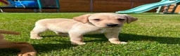 Labrador Retriever dogs for sale: Fox Red KC Registered Labradors 🐾🐾🐾 - Advert 13