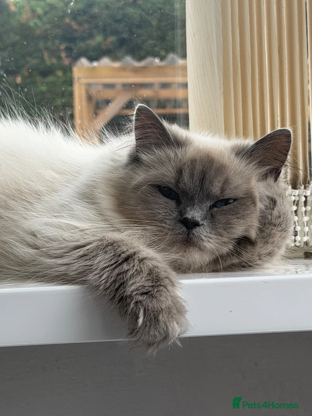 Ragdoll cats for sale: Ragdoll kittens - Advert 1