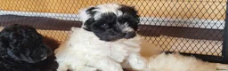 Yorkiepoo dogs for sale: Yorkiepoos Stunning litter from Licensed Breeder  - Advert 7