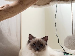 Ragdoll cats - Advert 10