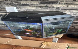 Goldfish fish for sale: Goldfish with tank  - Image 1