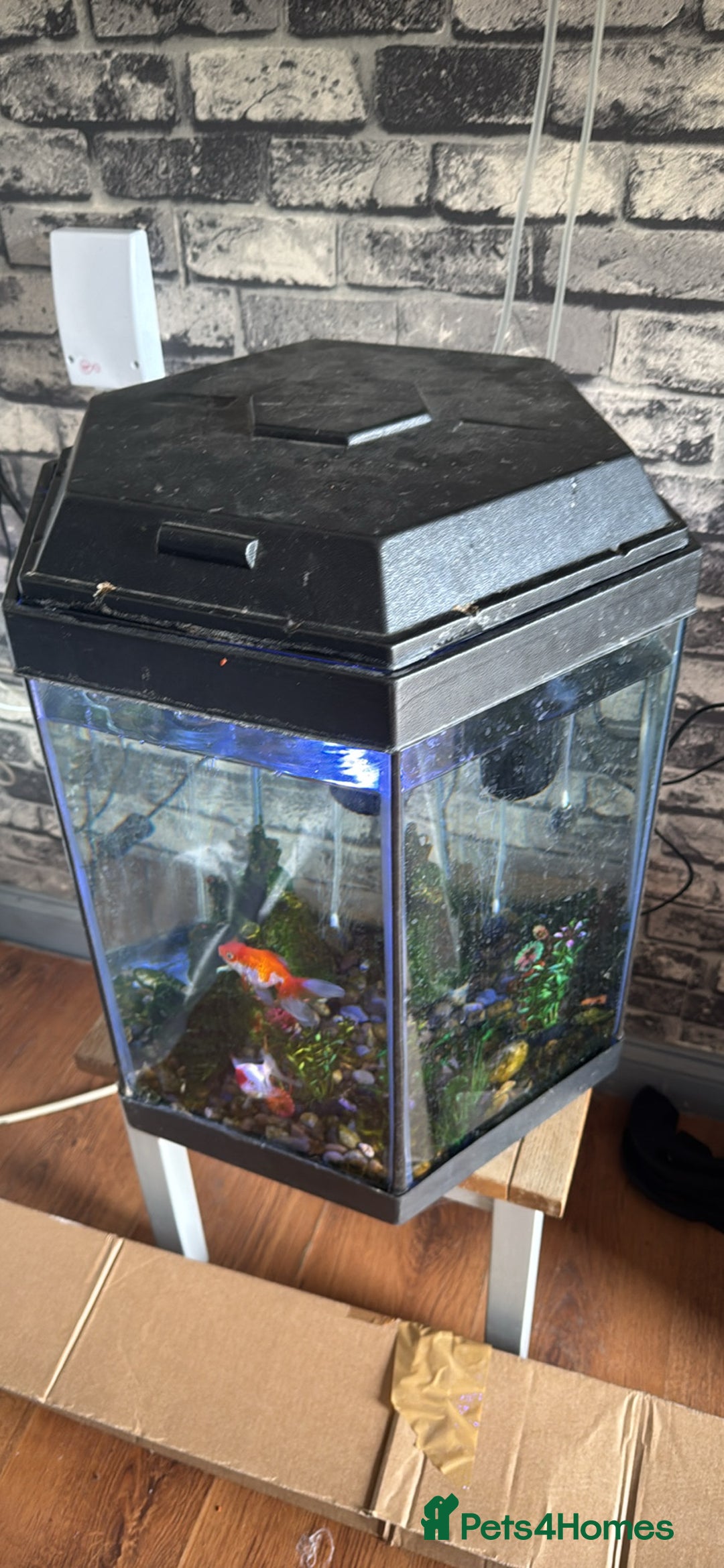 Goldfish fish for sale: Goldfish with tank  - Image 1