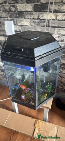 Goldfish fish - Advert 1