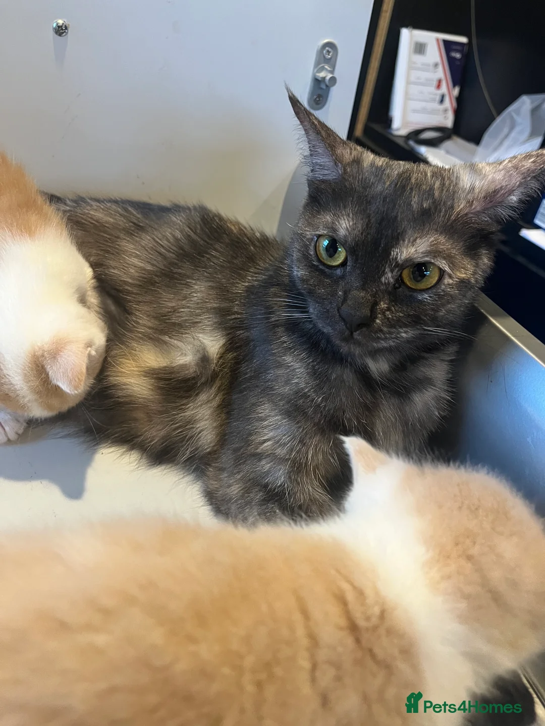 Mixed Breed cats for sale: Ginger - Advert 2