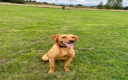 Labrador Retriever dogs for sale: Indie fox red Labrador  - Image 5