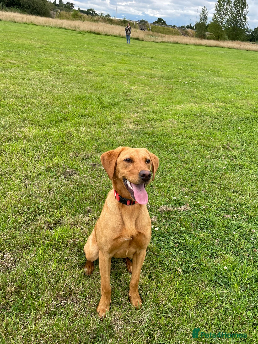 Labrador Retriever dogs for sale: Indie fox red Labrador  - Image 5