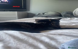 British Shorthair cats for sale: Kitten for sale! - Image 3