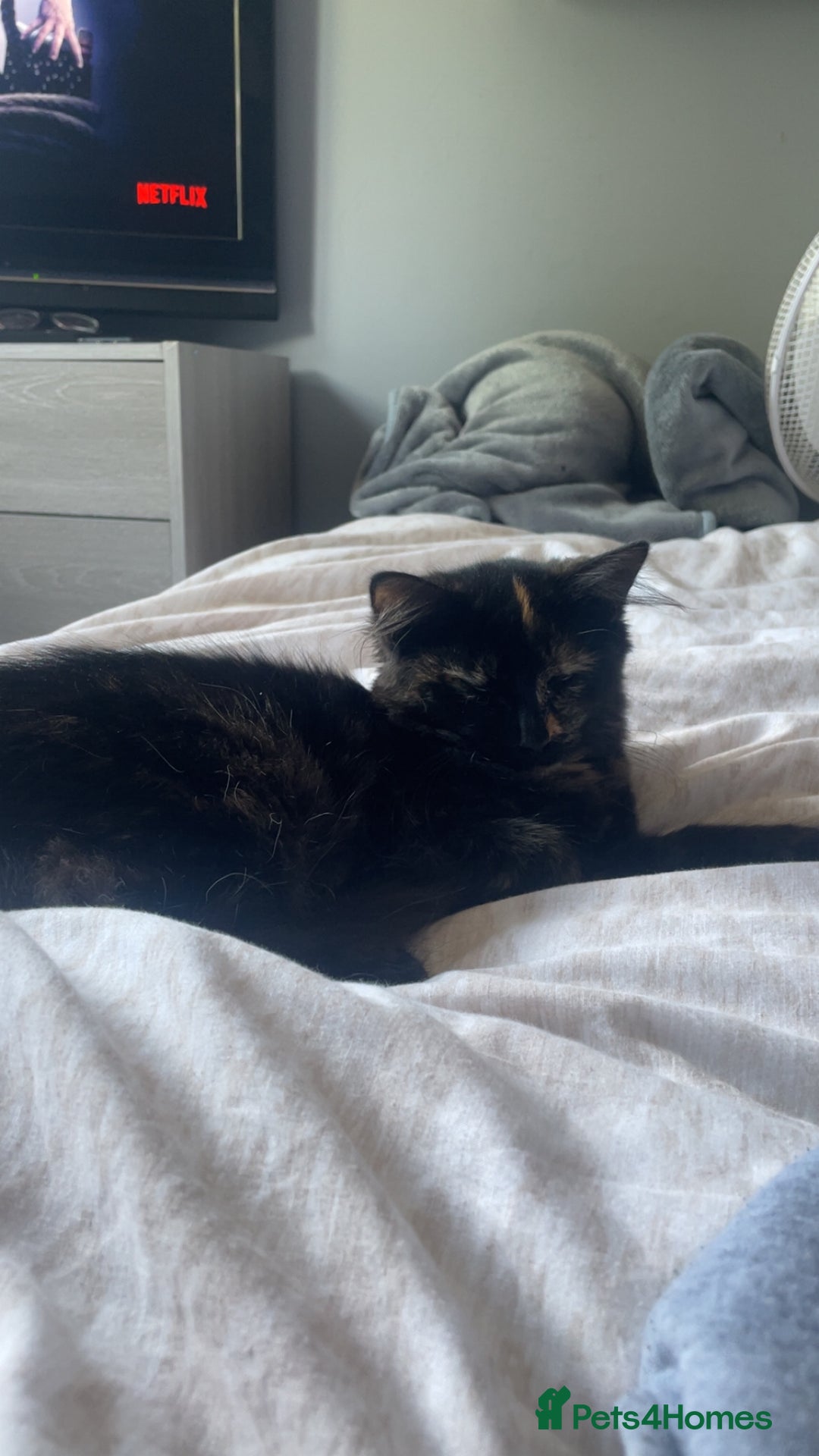 British Shorthair cats for sale: Kitten for sale! - Image 3