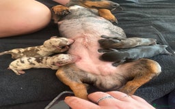 Mixed Breed dogs for sale: miniature dachshunds  - Image 7