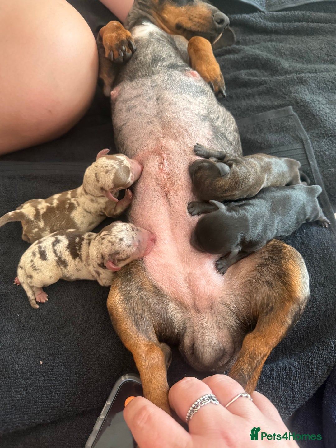 Mixed Breed dogs for sale: miniature dachshunds  - Image 7