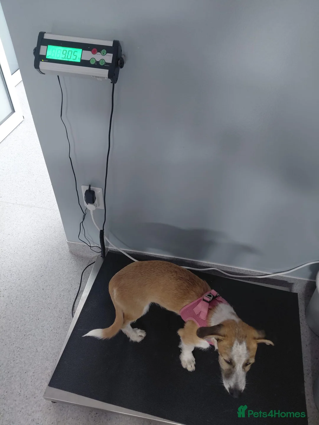 Mixed Breed dogs for adoption: 💖 Meet JESSICA 💖 - a story of Strength and Love - Advert 10