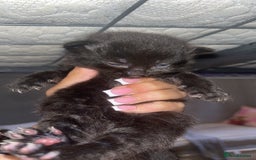 Maine Coon cats for sale: 5 half maine coon half tabby kittens for sale - Image 5