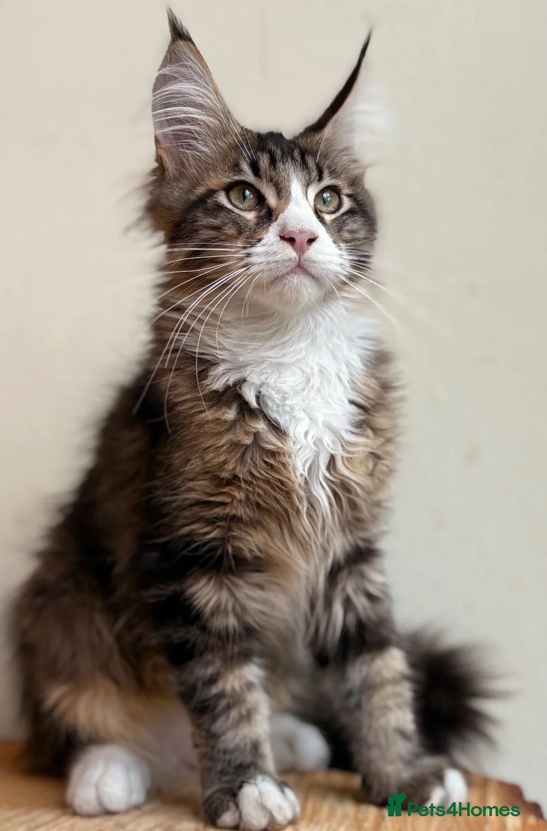 Maine Coon cats for sale: Beautiful Maine Coon kittens - Advert 19