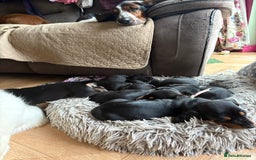 Mixed Breed dogs for sale: Basset Hound x Dacshund  - Image 3