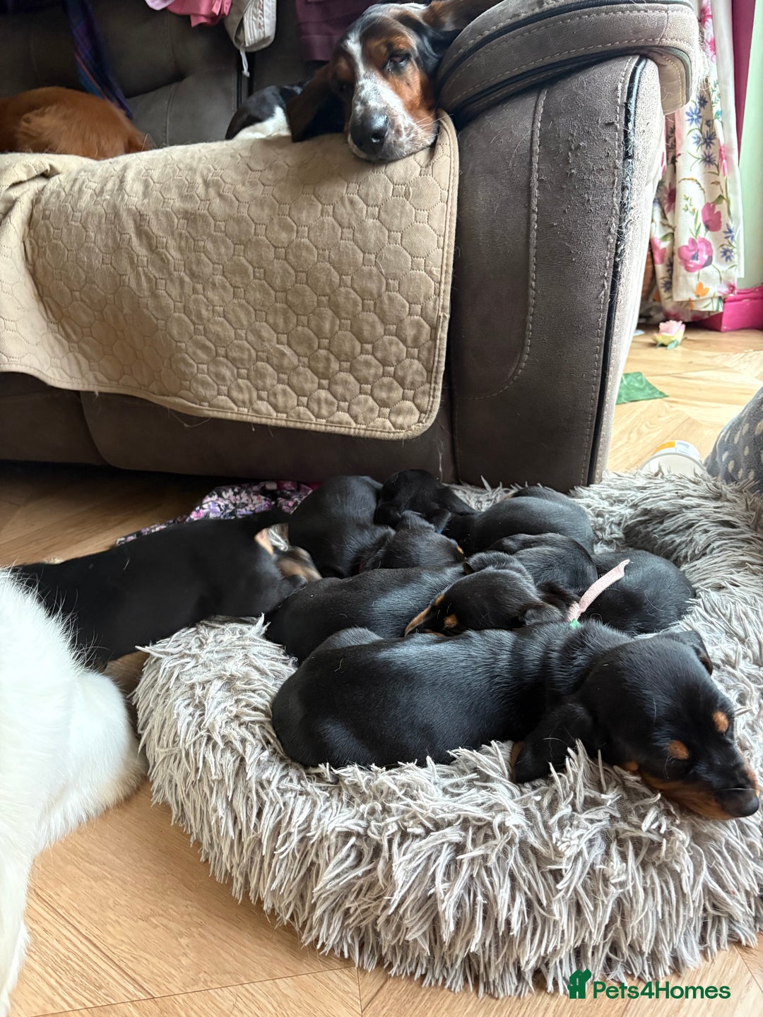 Mixed Breed dogs for sale: Basset Hound x Dacshund  - Image 3