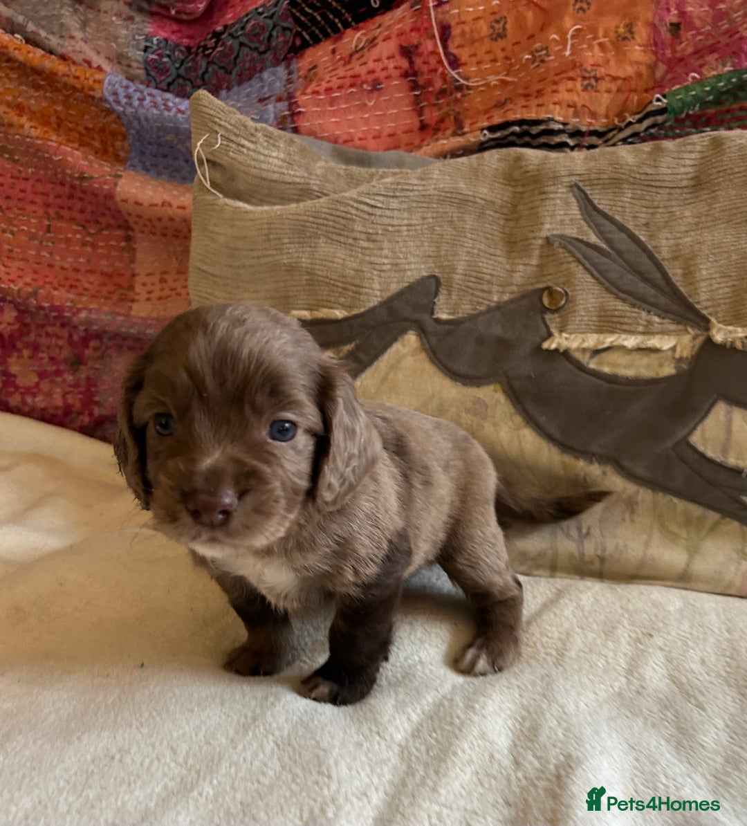 Cocker Spaniel dogs for sale: STUNNING WORKING COCKER SPANIEL PUPS - Advert 2