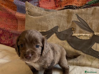 Cocker Spaniel dogs STUNNING WORKING COCKER SPANIEL PUPS - Advert 7