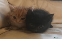 British Shorthair cats for sale: Georgous litter of British short-hair kittens - Image 12