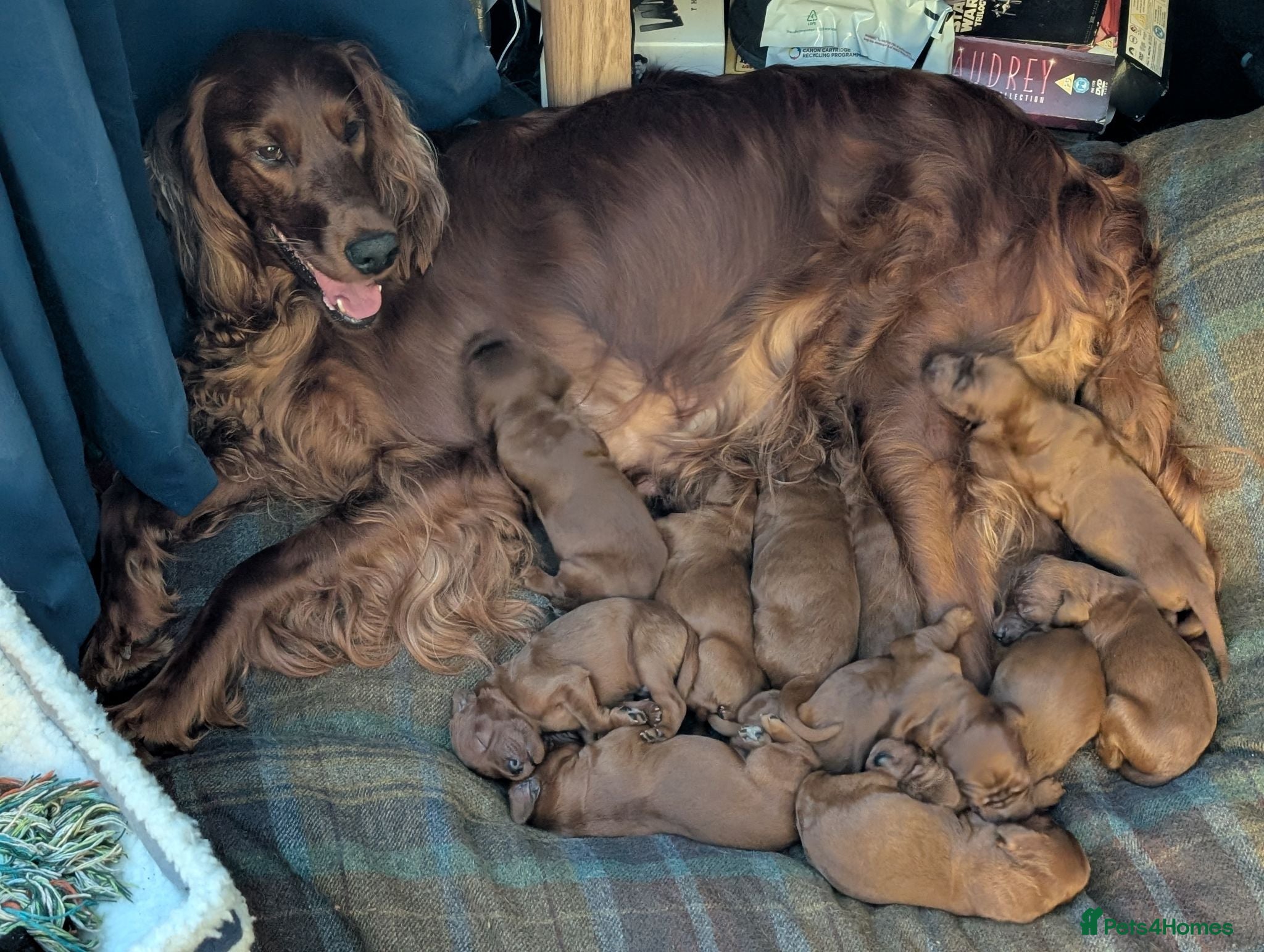 Irish Setter dogs Irish setter Puppies - Advert 1