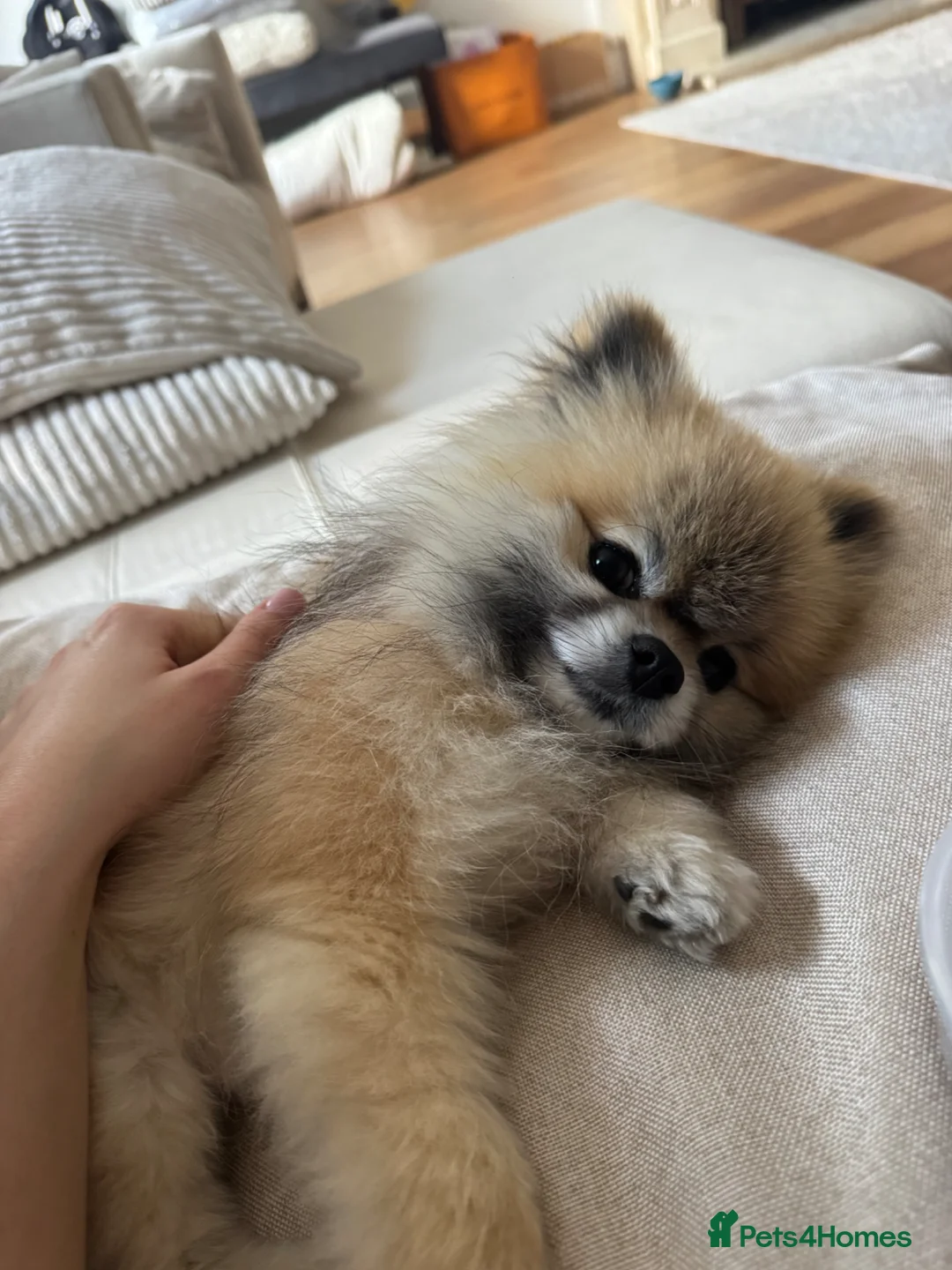 Pomeranian dogs for stud: Pedigree toy Pomeranian to stud  - Advert 2