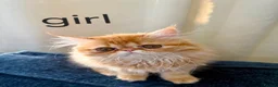 Persian cats for sale: 3 perisan kittens available - Advert 4