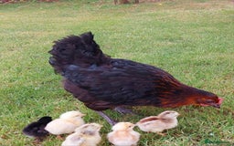 Chickens poultry for sale: Black Copper Meran Hen and chicks. - Image 2