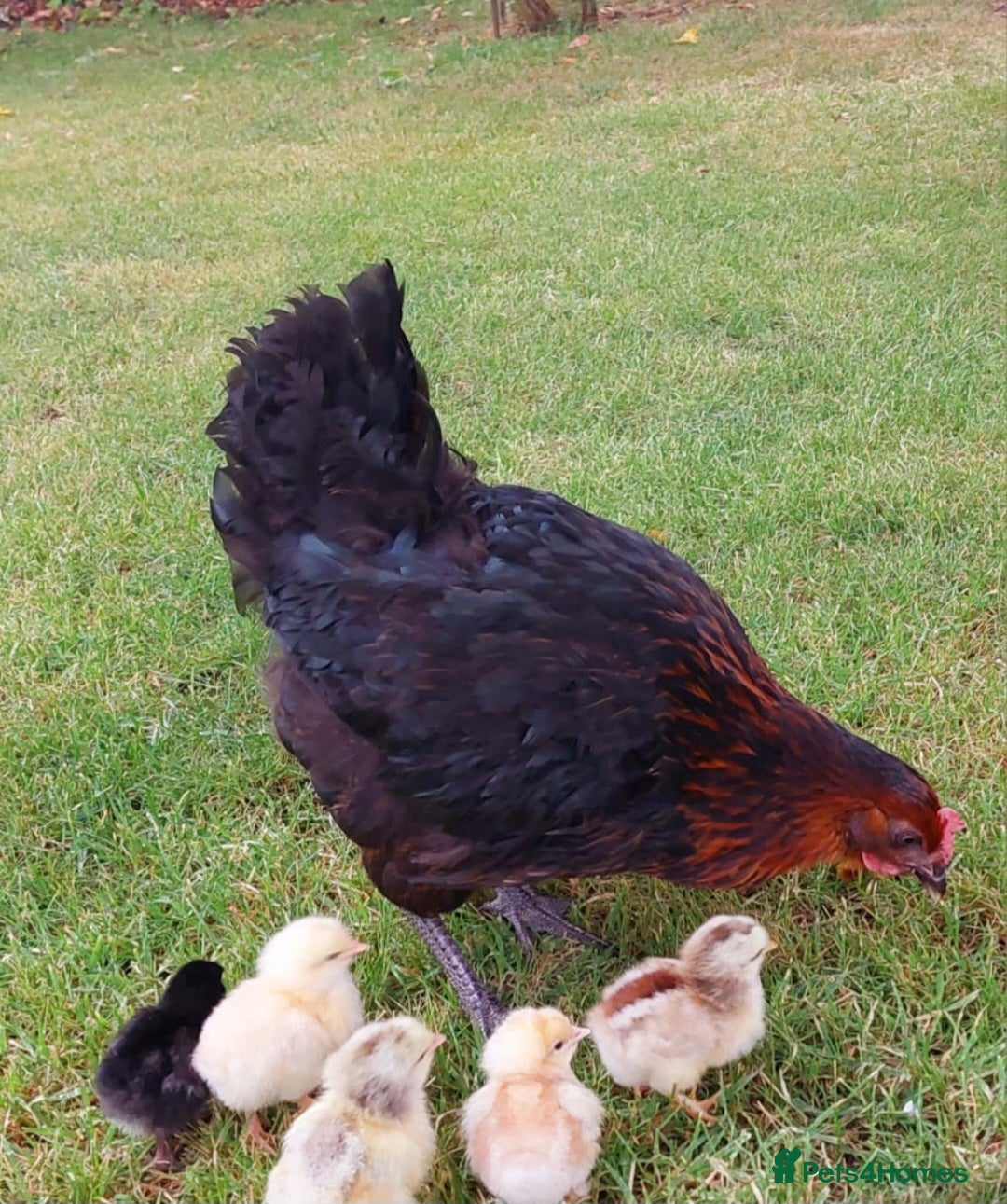 Chickens poultry for sale: Black Copper Meran Hen and chicks. - Image 2