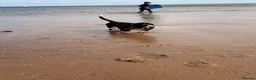 Basset Hound dogs for sale: Female Black Tri Basset Hound puppy  - Advert 7