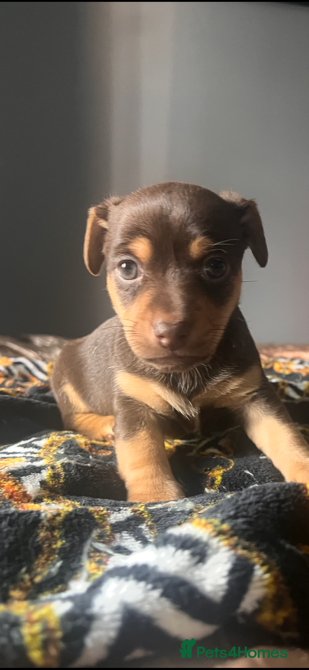 Jack Russell dogs for sale: Wenlock Jack Russell puppies  - Image 4