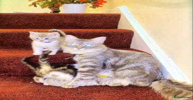 Mixed Breed cats Silver Tabby Kitten, Pathhead, Midlothian - Advert 6