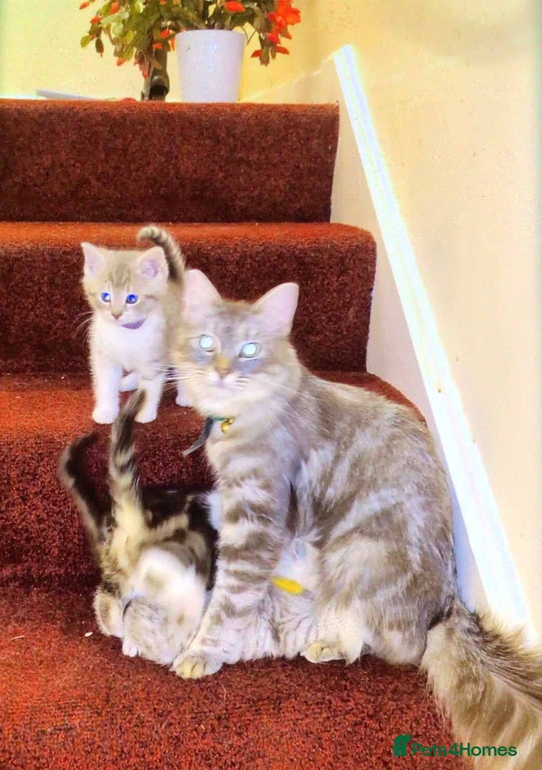 Mixed Breed cats for sale: Silver Tabby Kitten, Pathhead, Midlothian - Advert 3