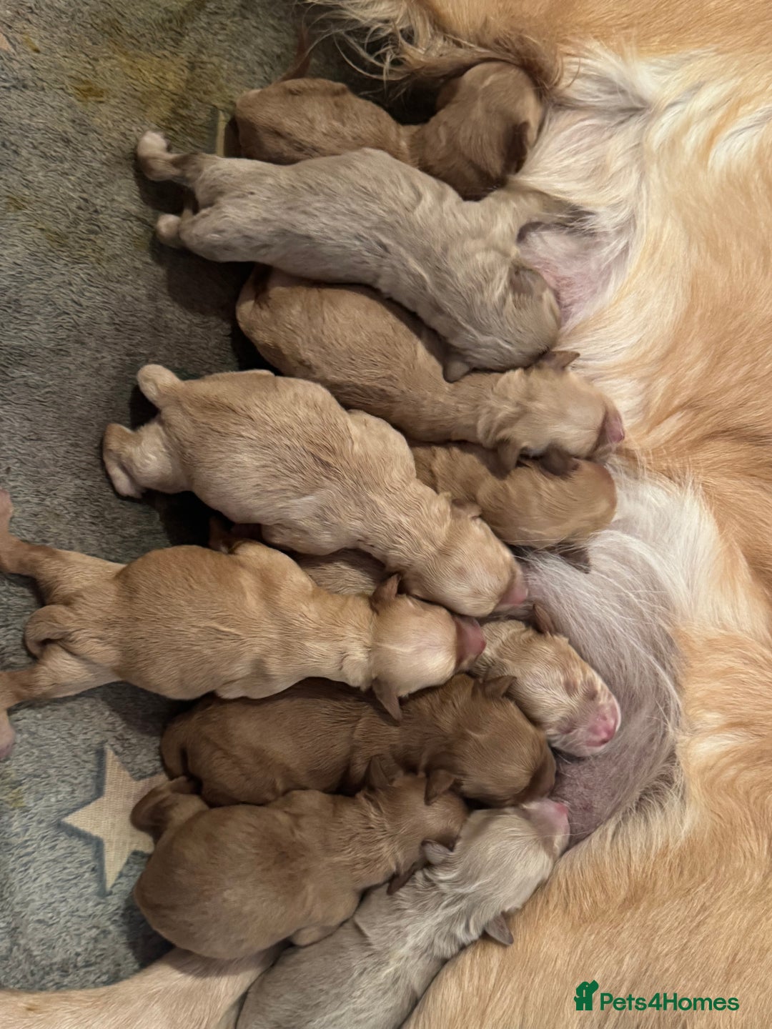 Goldendoodle dogs for sale: F1 mini Goldendoodles - Advert 5