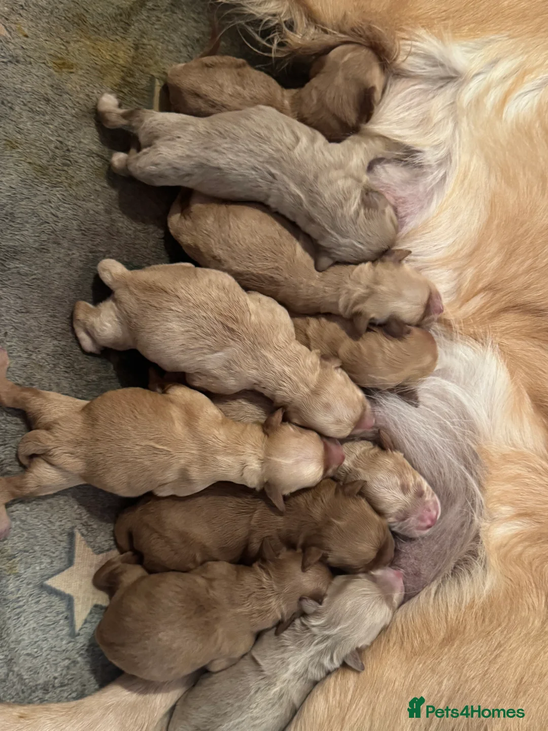 Goldendoodle dogs for sale: 2 girls left. F1 mini Goldendoodles - Advert 15