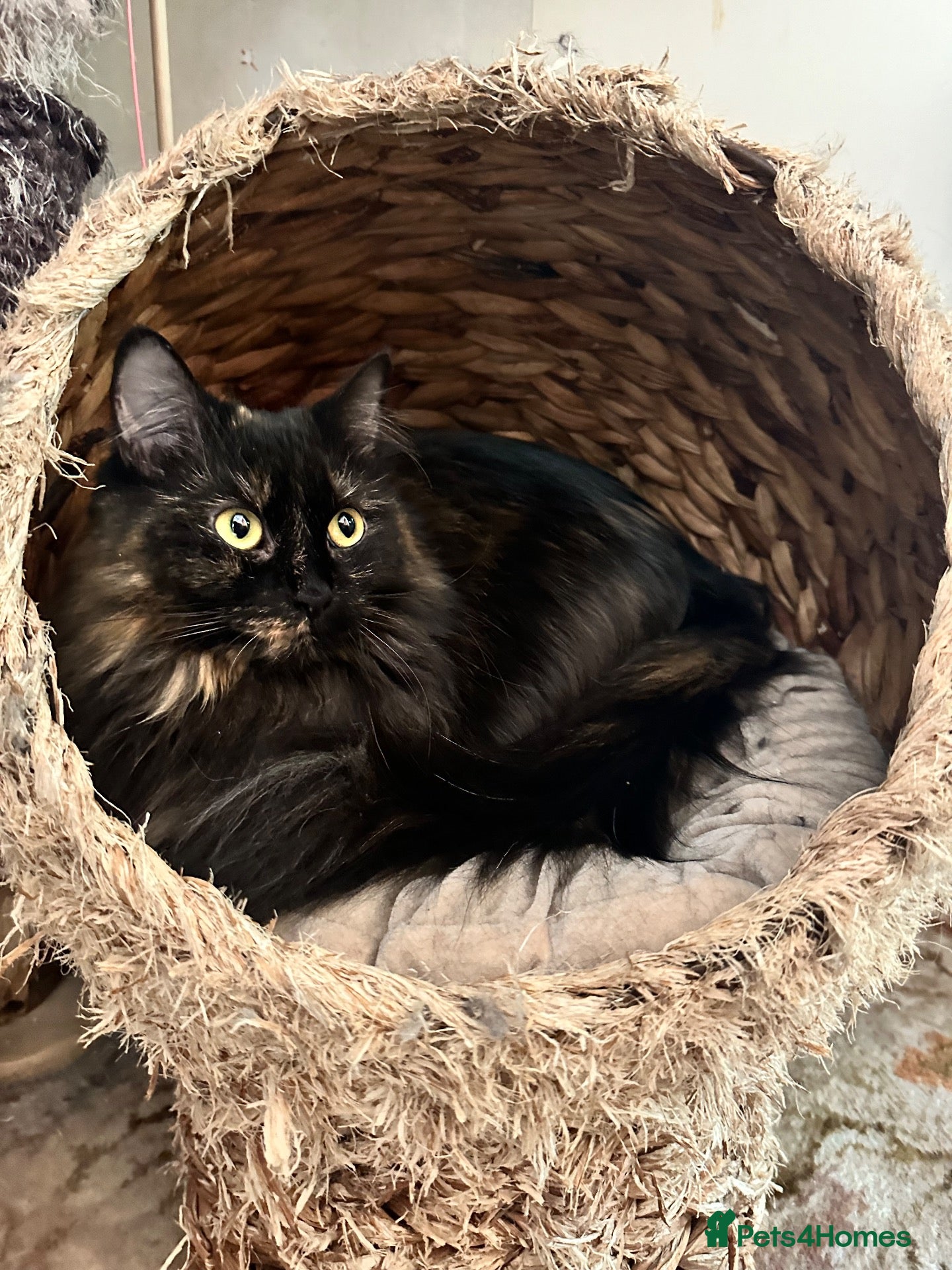 Persian cats Persian cross Kittens looking for Loving Homes 🐾 - Advert 1