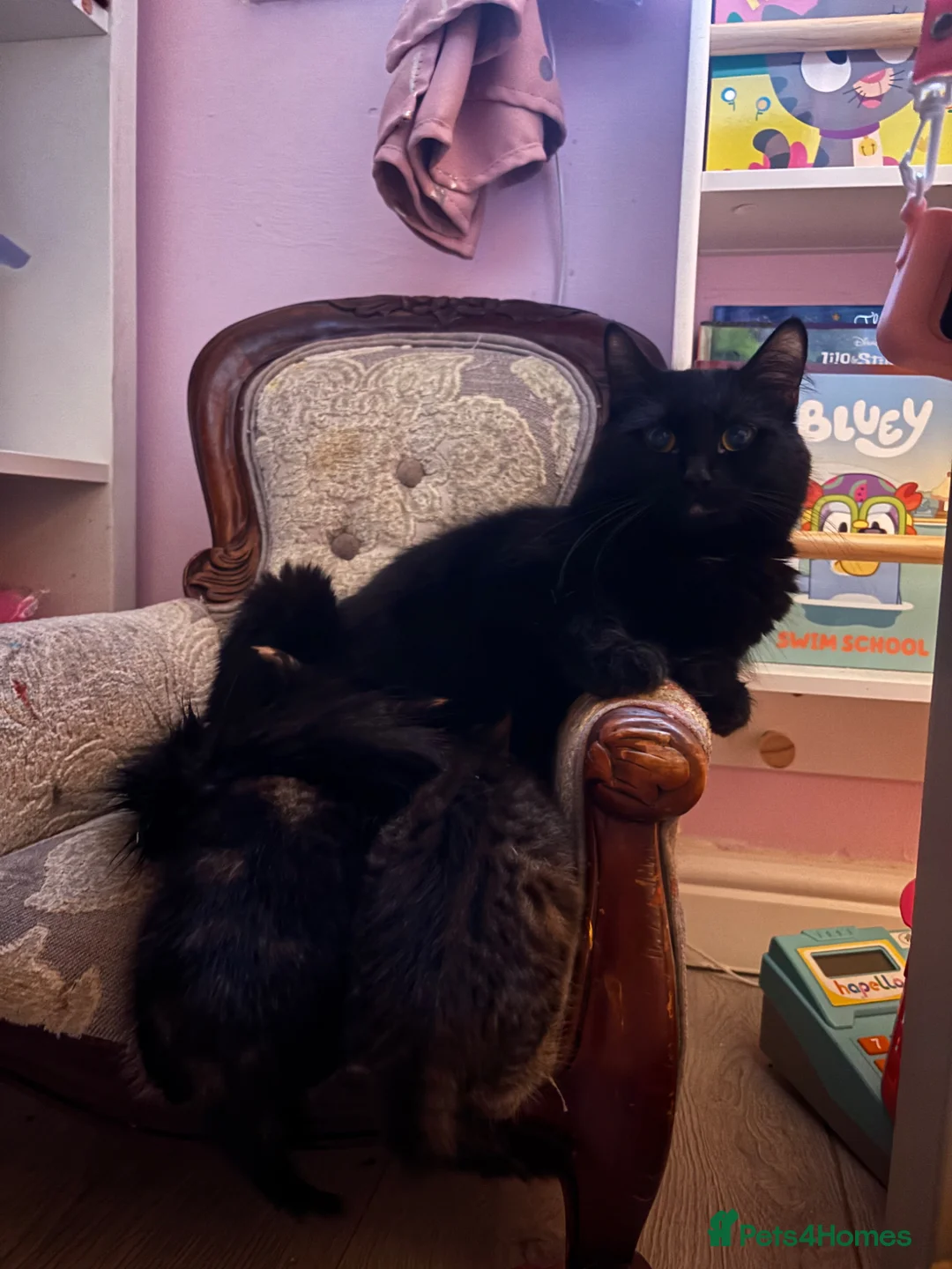 Ragdoll cats for sale: Two lovely kittens looking for new homes - Advert 1