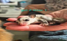 Sugar Glider rodents for sale: 4 baby sugar gliders ready 13th sept price each  - Image 32