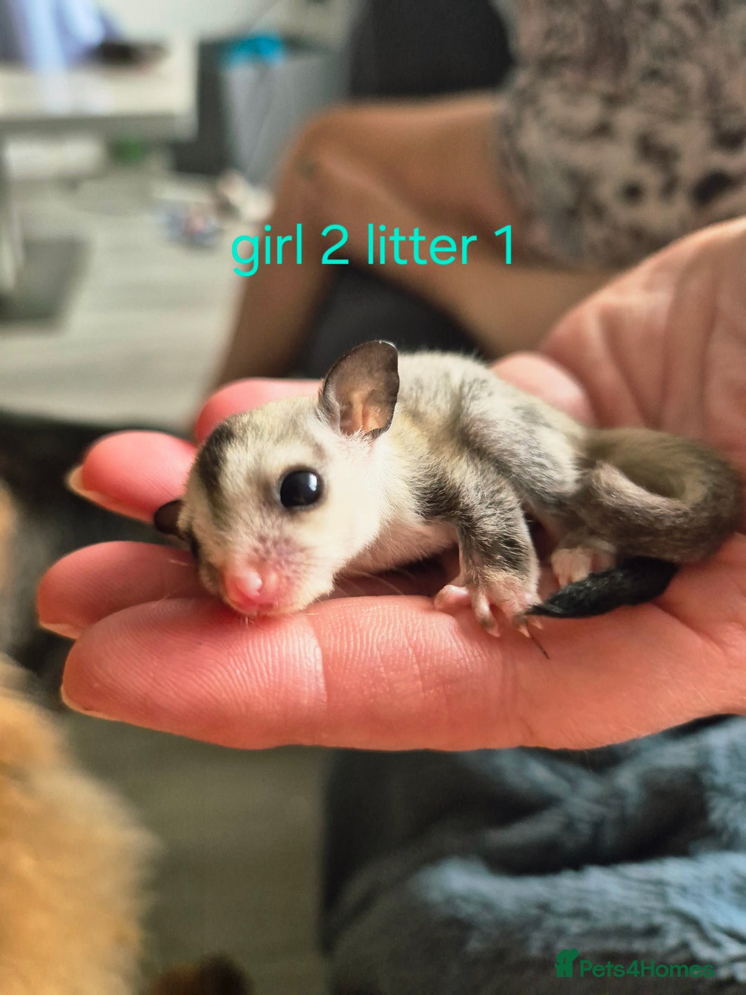 Sugar Glider rodents for sale: 4 baby sugar gliders ready 13th sept price each  - Image 32