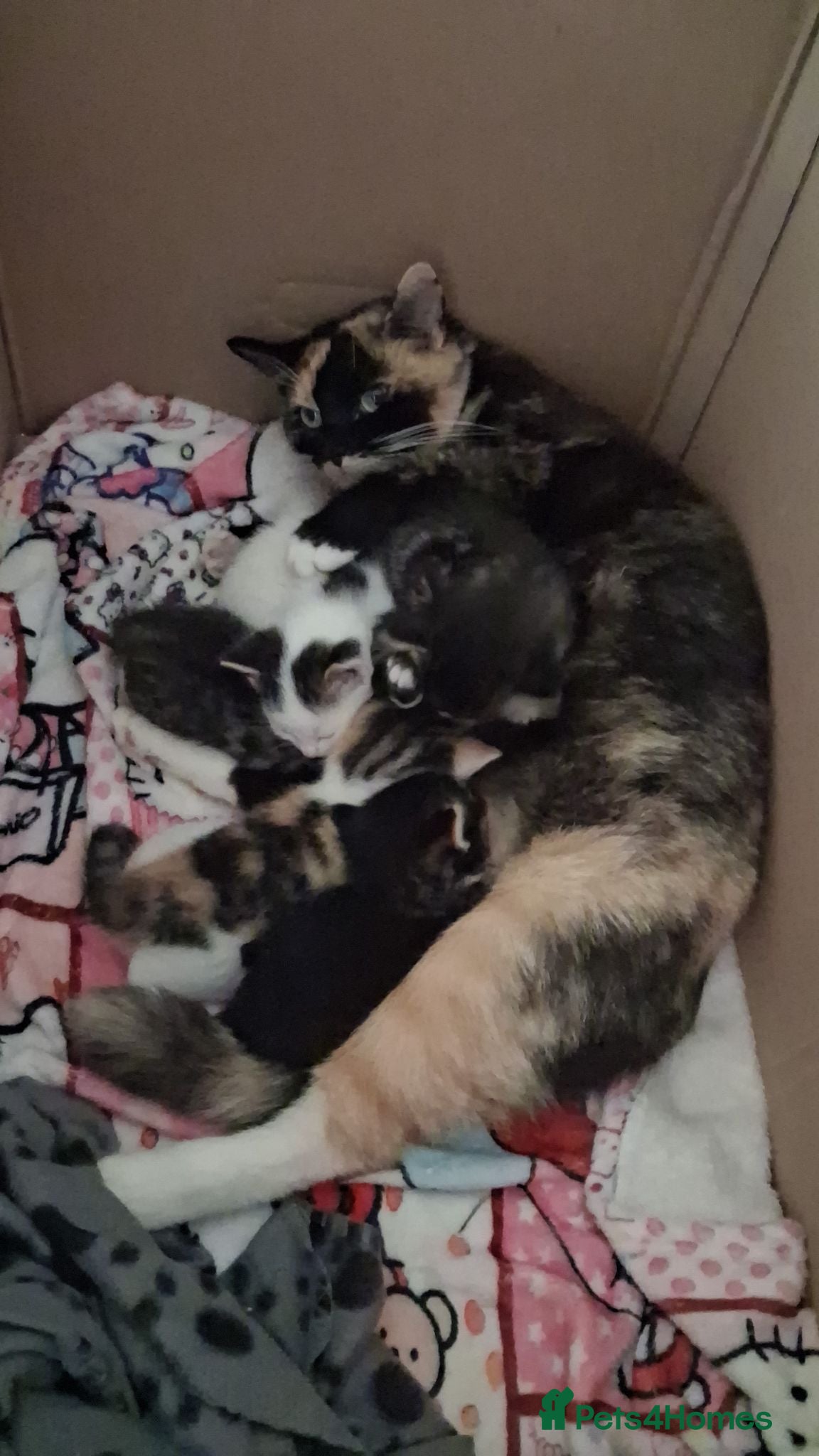 Mixed Breed cats 3 beautiful kittens  - Advert 5