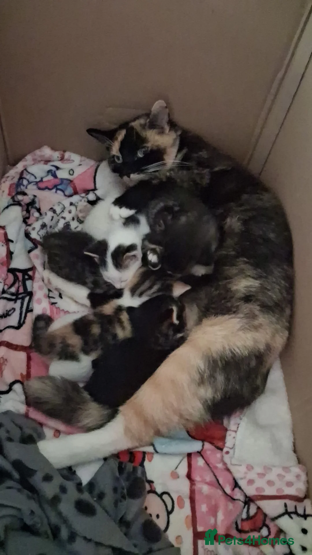 Mixed Breed cats for sale: 3 beautiful kittens  in Chatham - Advert 1